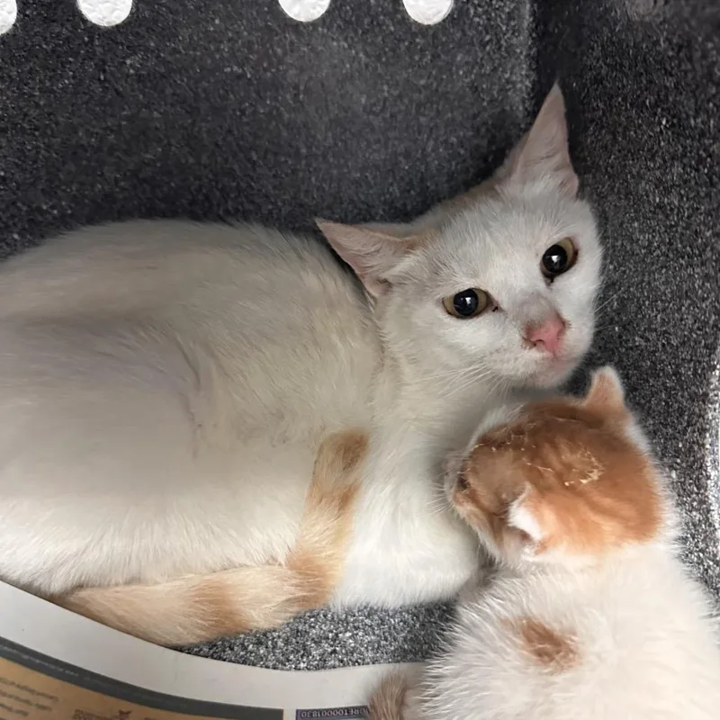 An adult medium-sized female White Domestic Short Hair cat named Seabiscuit for adoption in Edinburg, TX
