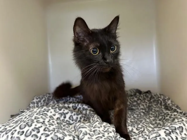 Bartholomew