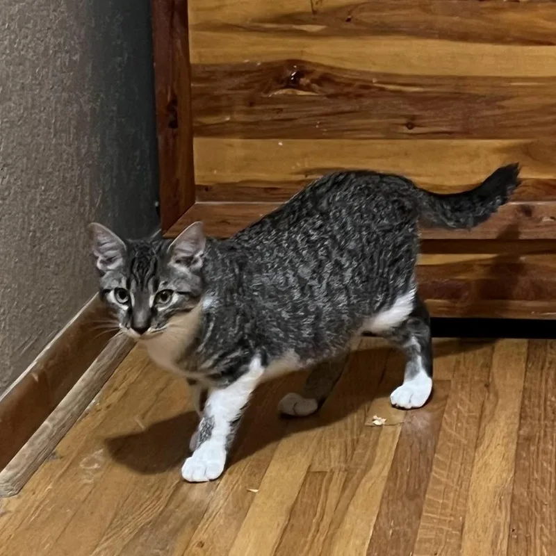 A young small-sized male Domestic Short Hair cat named Marlin for adoption in Tulsa, OK