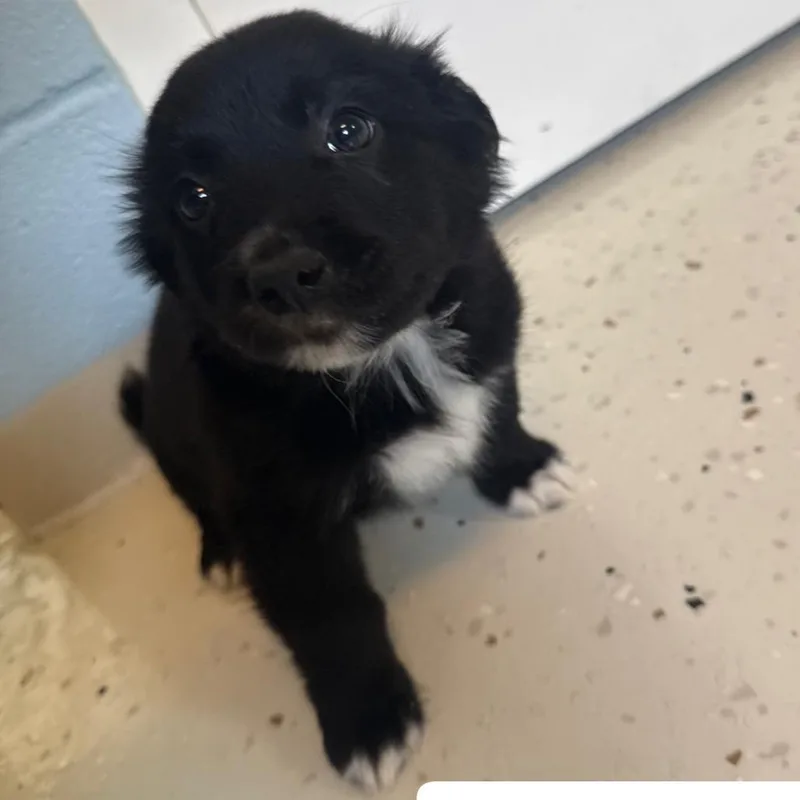 A baby small-sized male Black Mixed Breed dog named Shang for adoption in LOXAHATCHEE, FL