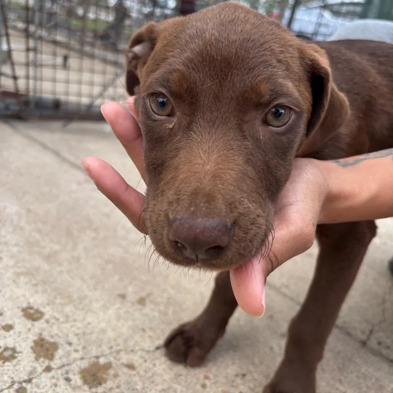 A baby small-sized female Brown / Chocolate Mixed Breed dog named Winter for adoption in Lake Jackson, TX