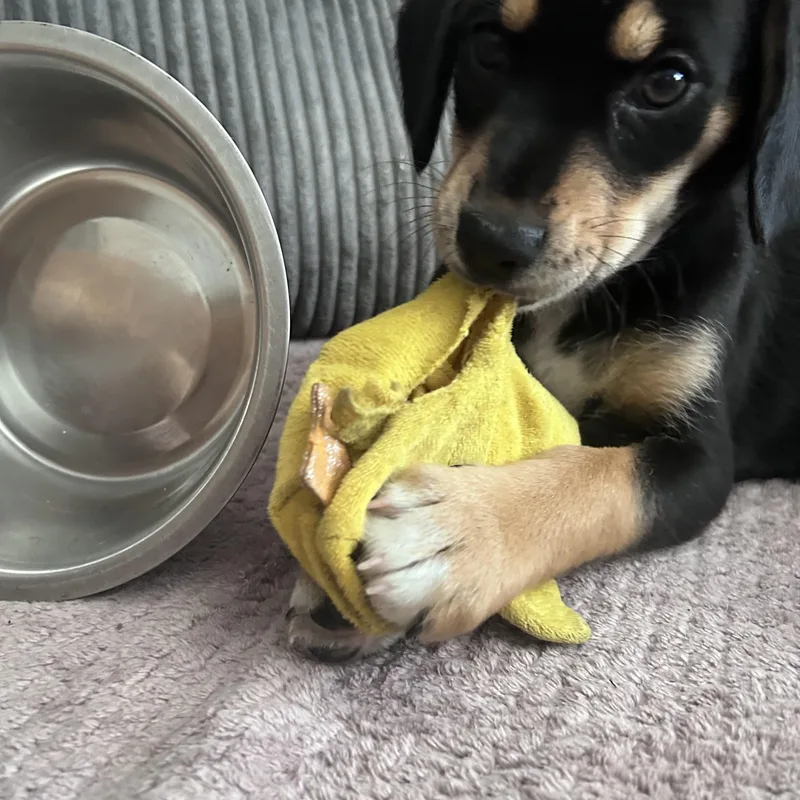 A baby medium-sized female Beagle dog named Izzy for adoption in Muncie, IN