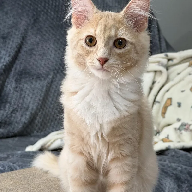A baby small-sized male Domestic Long Hair cat named Nix for adoption in Woodstock, GA