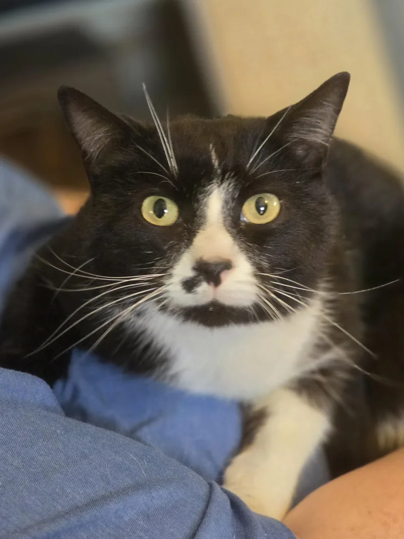 A young medium-sized male Black & White / Tuxedo Domestic Short Hair cat named Whitaker for adoption in Bristol, TN