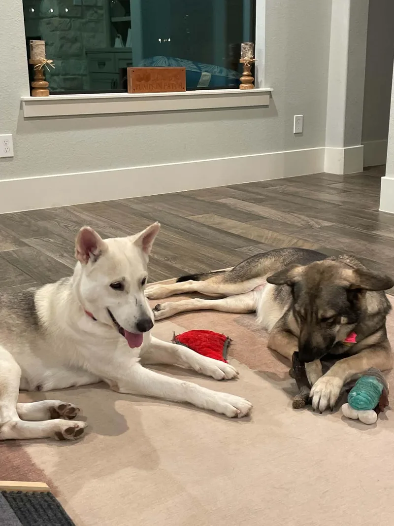 An adult large-sized female German Shepherd Dog named Luna for adoption in Houston, TX