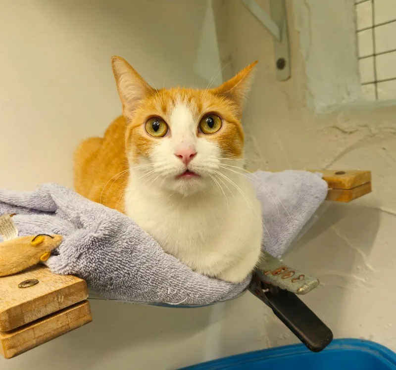 An adult small-sized female Domestic Short Hair cat named Magnolia for adoption in Los Angeles, CA