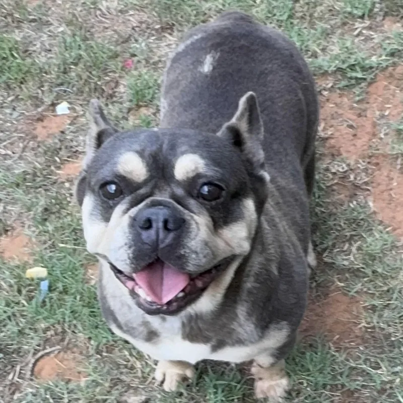 An adult medium-sized female Yellow / Tan / Blond / Fawn French Bulldog dog named Violet for adoption in Pelham, NH
