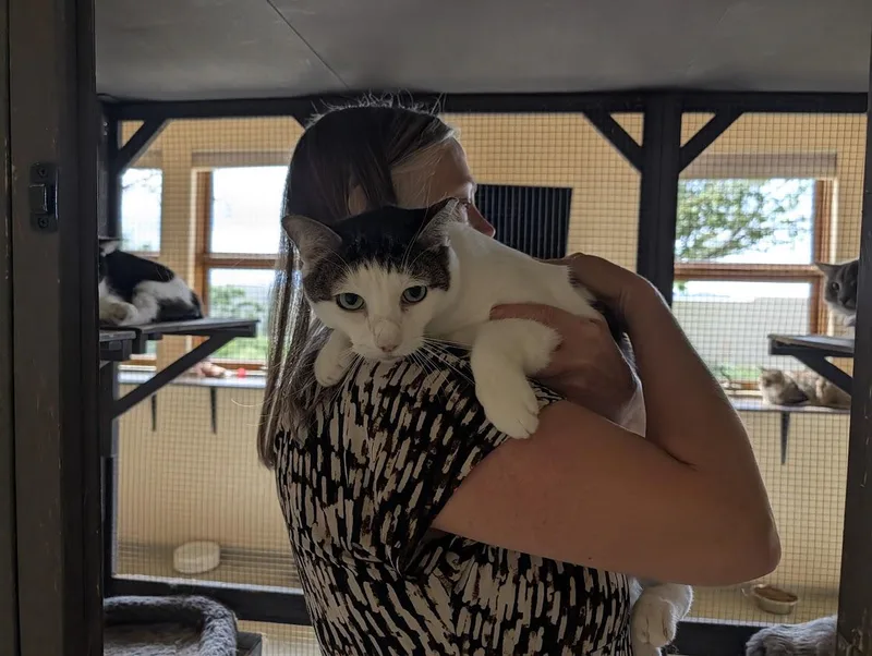 An adult medium-sized male White Domestic Short Hair cat named Brucie Lee for adoption in Sonoita, AZ