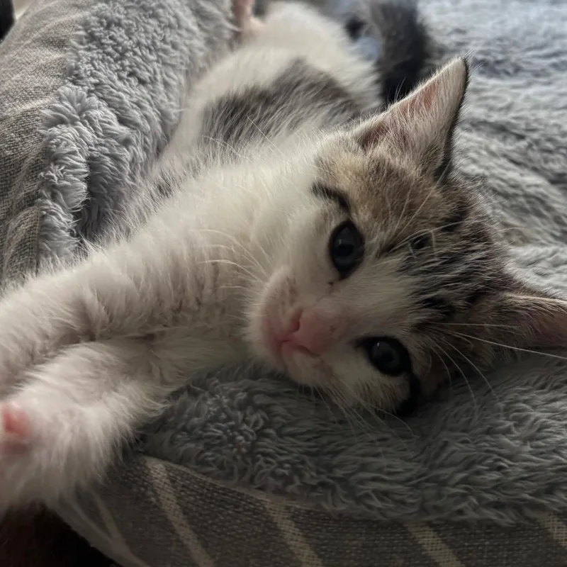A baby small-sized male White Domestic Short Hair cat named Caleb for adoption in Bulverde, TX