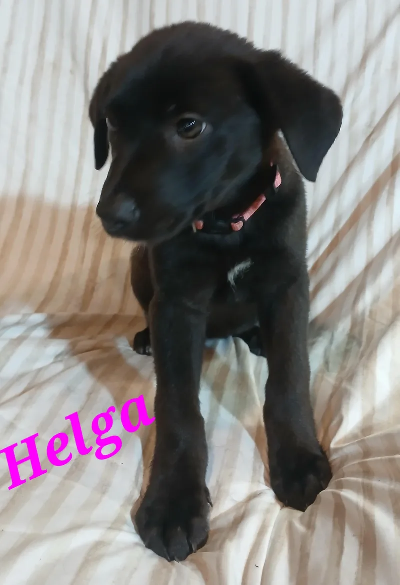 Helga