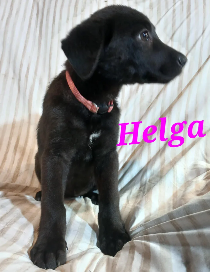 Helga thumbnail 2