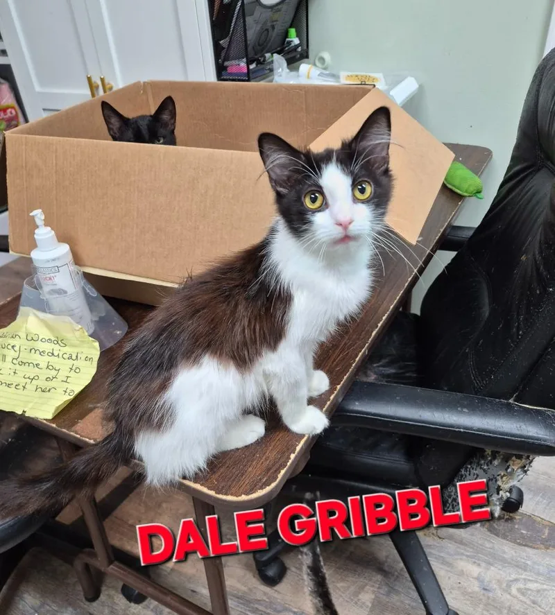 A baby medium-sized male Domestic Medium Hair cat named Dale Gribble for adoption in Rome, GA