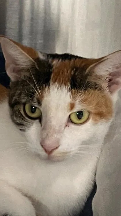 An adult small-sized female Domestic Short Hair cat named Hilton for adoption in Venice, FL