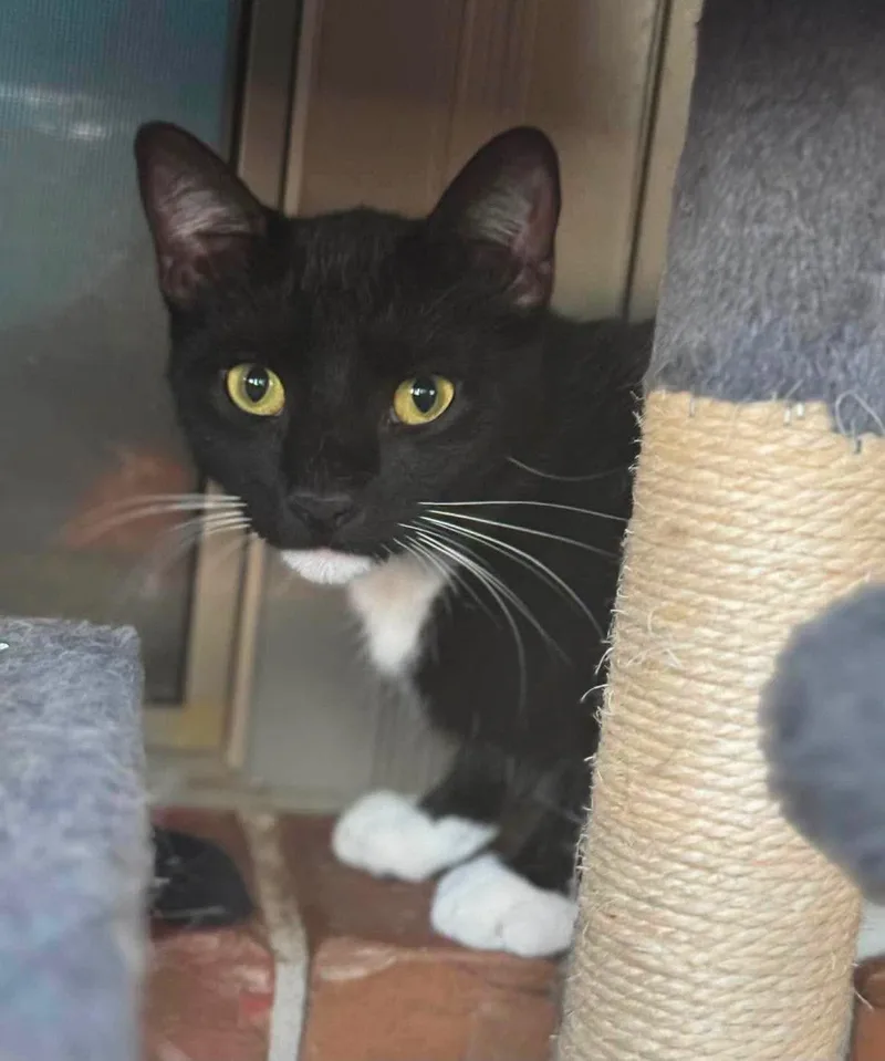A young medium-sized male Black & White / Tuxedo Tuxedo cat named Riley for adoption in Warr Acres, OK