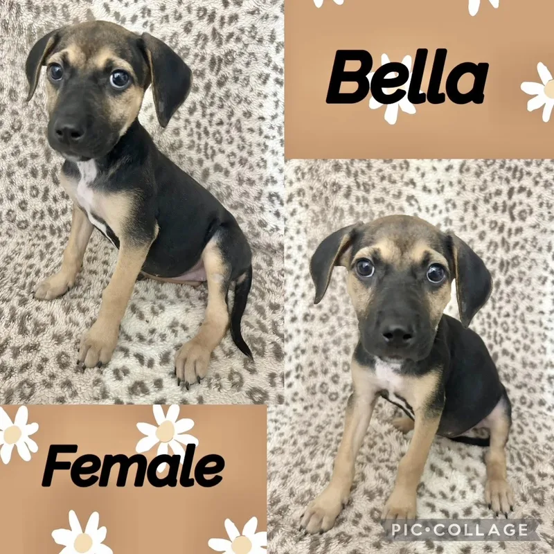 A baby medium-sized female German Shepherd Dog dog named Bella for adoption in Manchester, CT