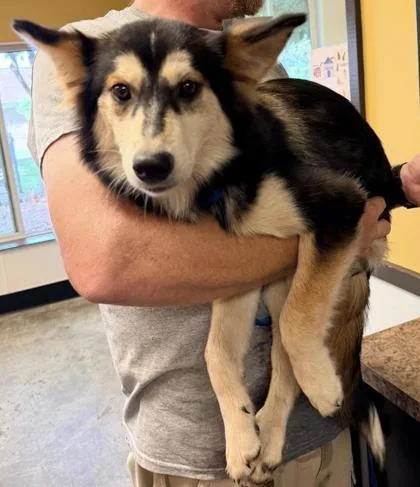A young medium-sized female Pomeranian dog named Piper for adoption in Bowling Green, KY