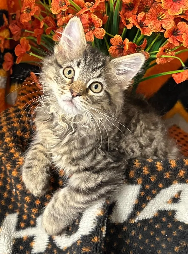 A baby small-sized male Domestic Short Hair cat named Azzy for adoption in Stillwater, OK