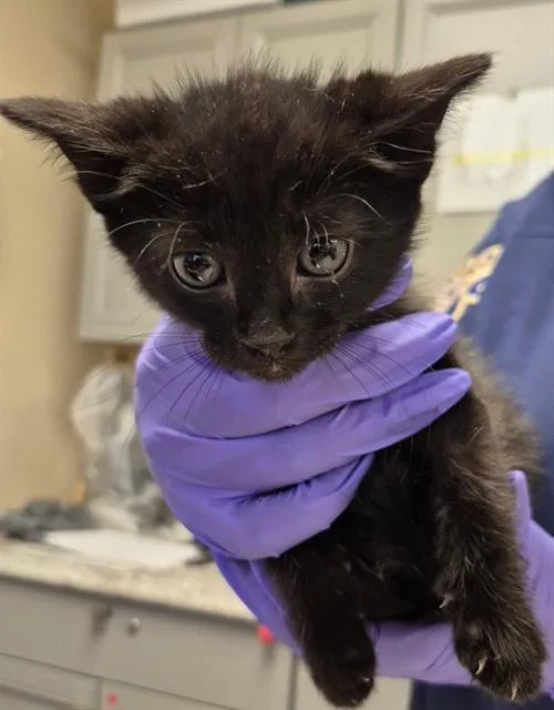 A baby small-sized male Domestic Short Hair cat named Midnight for adoption in Lodi, CA