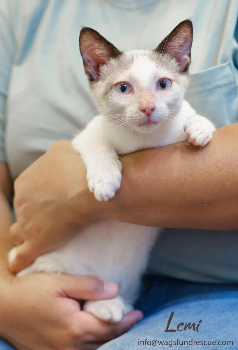 A baby medium-sized male Seal Point Siamese cat named Lemi for adoption in Houston, TX