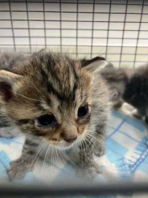 A baby small-sized female Domestic Short Hair cat named Bonny for adoption in Baytown, TX