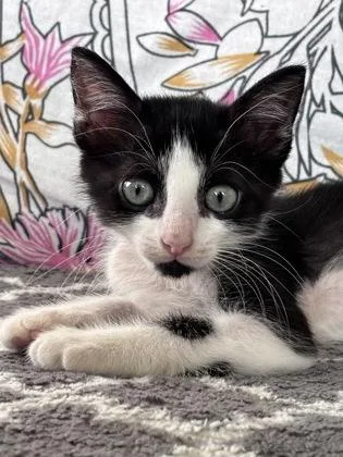 A baby small-sized female Domestic Short Hair cat named Oreo for adoption in Honolulu, HI