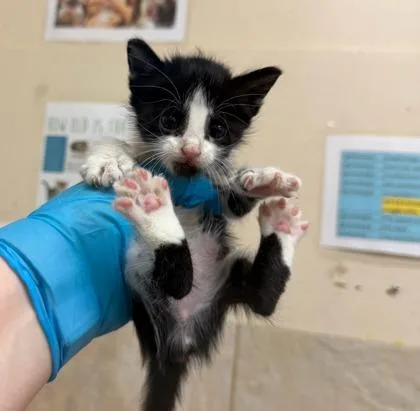 Oreo thumbnail 2