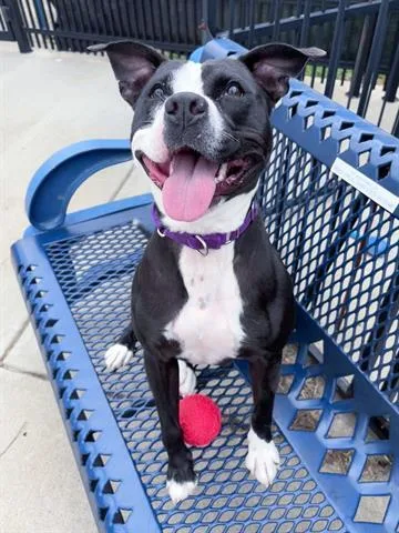 An adult medium-sized female Pit Bull Terrier dog named Victoria for adoption in Canfield, OH