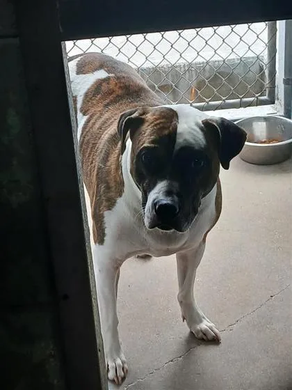 An adult large-sized male Mixed Breed dog named Travis Kelce for adoption in Largo, FL