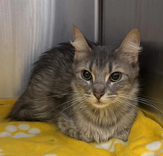 A young small-sized female Domestic Short Hair cat named Lil Bit for adoption in Indianapolis, IN