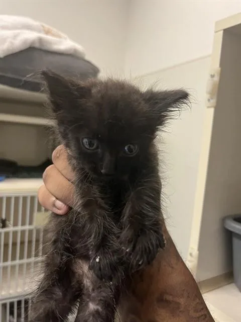 A baby small-sized male Domestic Short Hair cat named Bruce for adoption in Forney, TX