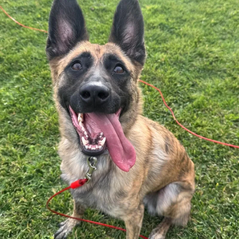 An adult large-sized female Brindle German Shepherd Dog dog named Matcha for adoption in Las Vegas, NV