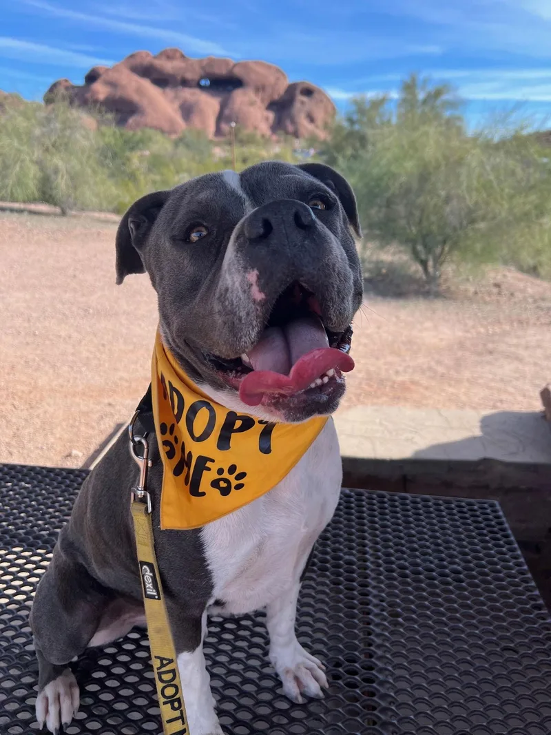 An adult large-sized male American Staffordshire Terrier dog named Ghost for adoption in Phoenix, AZ