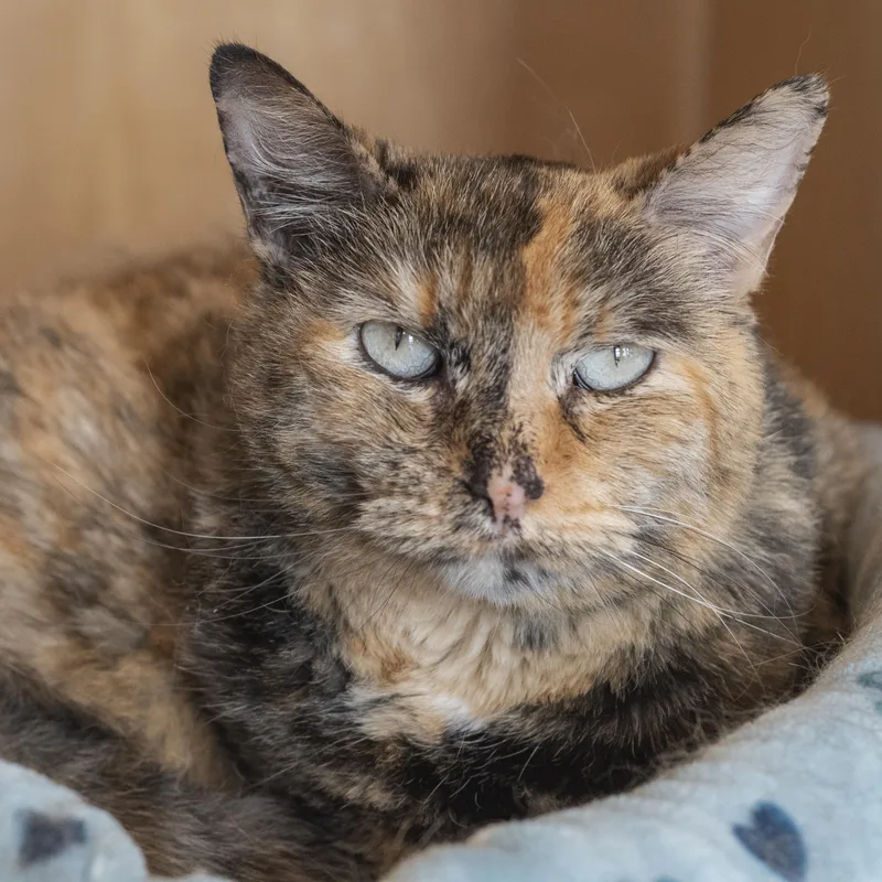 A senior medium-sized female Domestic Short Hair cat named Paris for adoption in Pontiac, MI