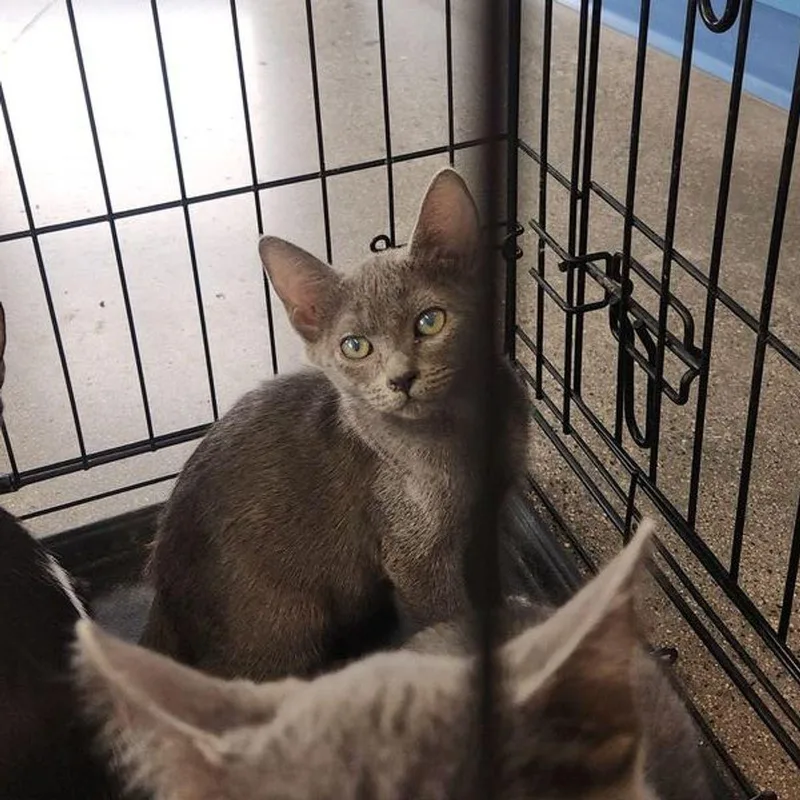 A young medium-sized male Gray / Blue / Silver Domestic Short Hair cat named Runt for adoption in Kingman, AZ