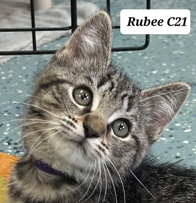 A baby medium-sized female Brown / Chocolate Domestic Short Hair cat named Rubee for adoption in Morganton, NC