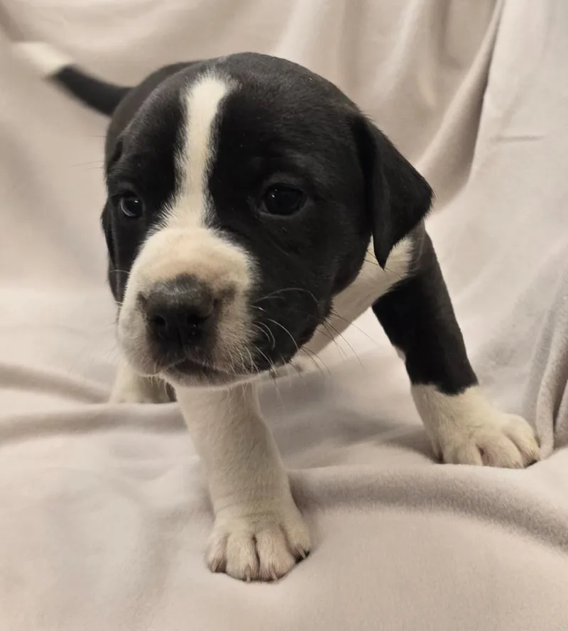 A baby large-sized female Pit Bull Terrier dog named Bernadette for adoption in Murphysboro, IL