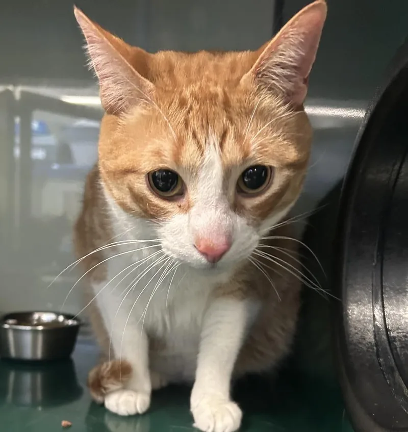 An adult large-sized female Domestic Short Hair cat named Nancy for adoption in Little Elm, TX