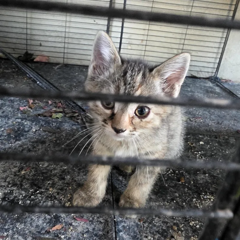 A baby small-sized female Brown / Chocolate Domestic Short Hair cat named Star for adoption in Grantsville, UT