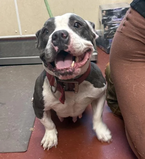 An adult medium-sized female Pit Bull Terrier dog named Missfit for adoption in Salisbury, MD