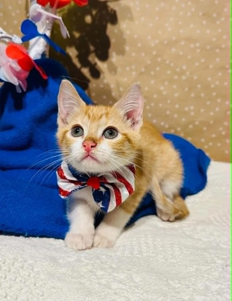 A baby small-sized male Domestic Short Hair cat named Ross for adoption in Groveland, MA