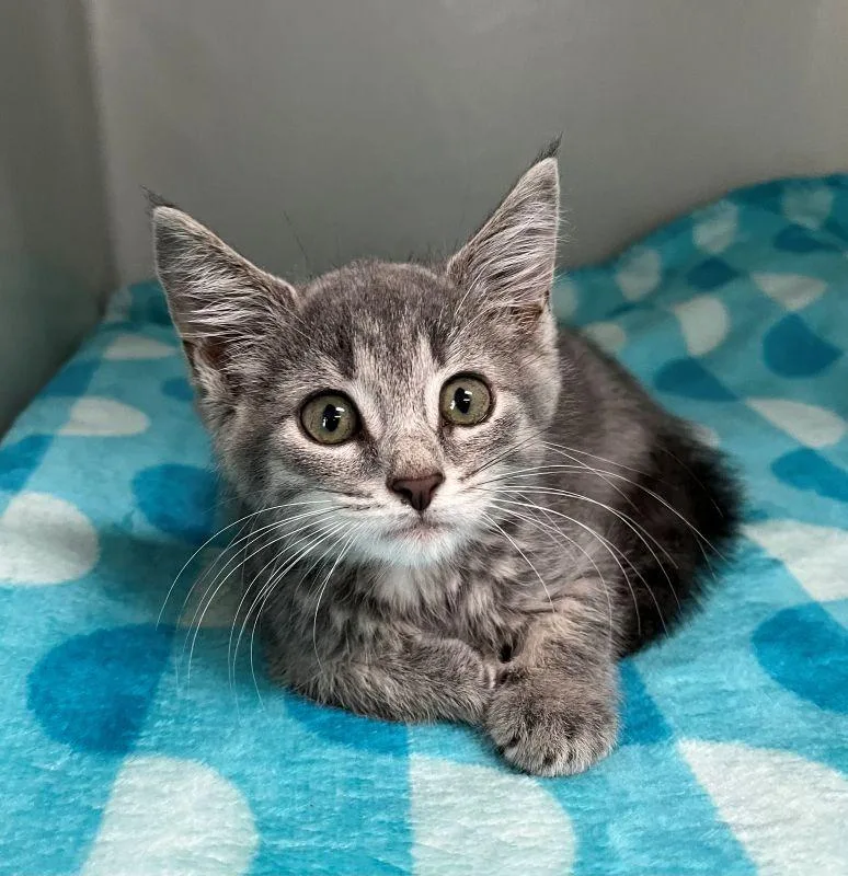 A baby medium-sized male Domestic Short Hair cat named Kylo for adoption in Genoa, IL