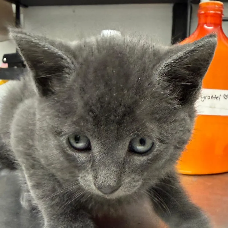 A baby small-sized male Black Domestic Short Hair cat named Moss for adoption in Point Richmond, CA
