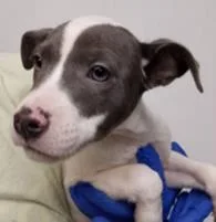 A baby small-sized female Mixed Breed dog named Olivia for adoption in Cincinnati, OH