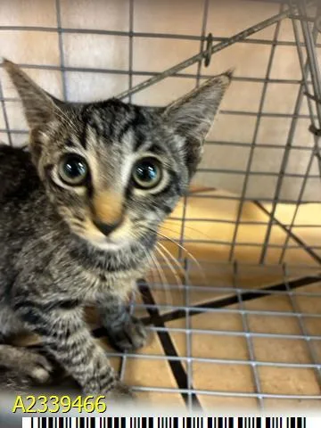 A baby small-sized female Domestic Short Hair cat named Tiger Lily for adoption in West Palm Beach, FL