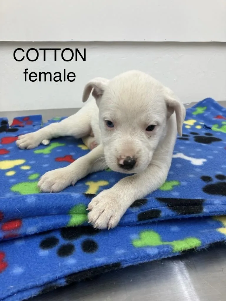 Cotton