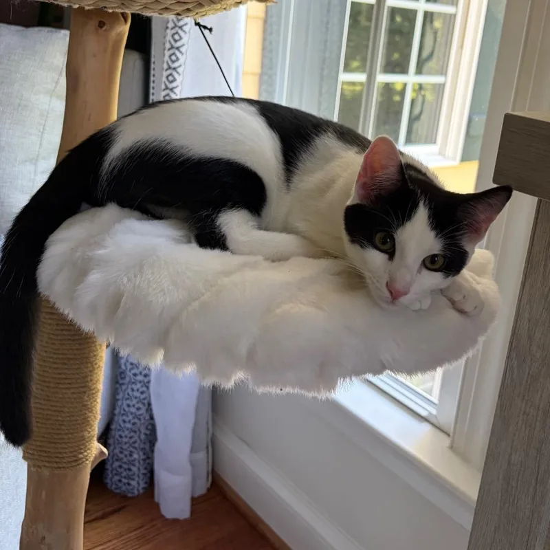 A baby small-sized male Domestic Short Hair cat named Regular Hero for adoption in Fredericksburg, VA