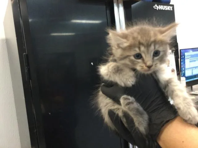 A baby small-sized female Domestic Long Hair cat named A for adoption in Thousand Palms, CA