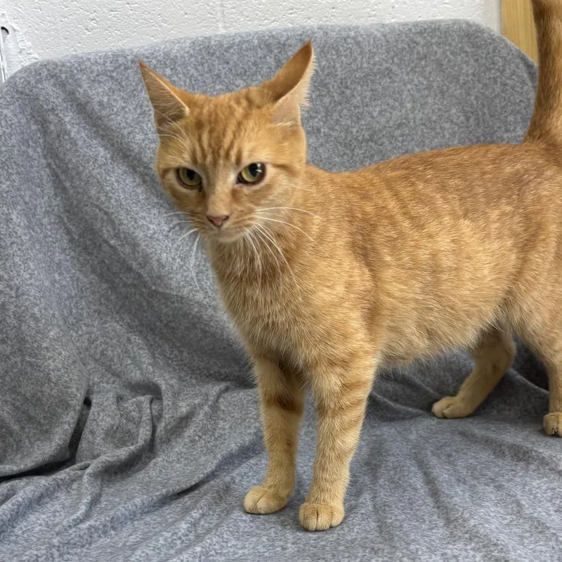 An adult medium-sized female Domestic Short Hair cat named Trixie for adoption in Madisonville, KY