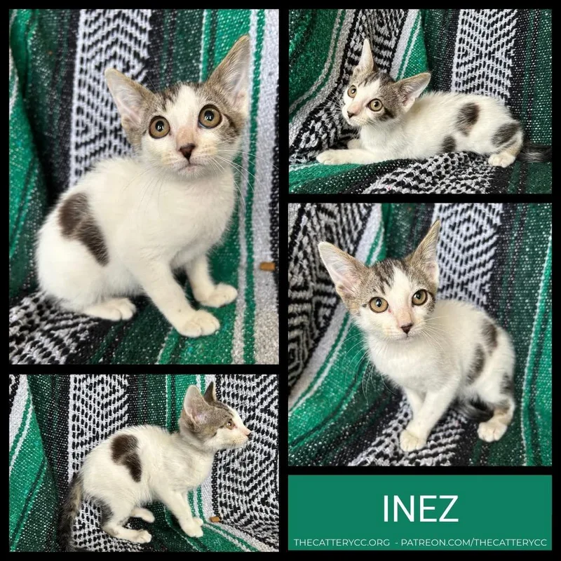 A baby small-sized female Domestic Short Hair cat named Inez for adoption in Corpus Christi, TX