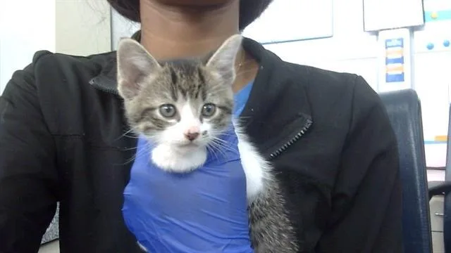 A young medium-sized male Domestic Short Hair cat named Mickey for adoption in Dallas, TX